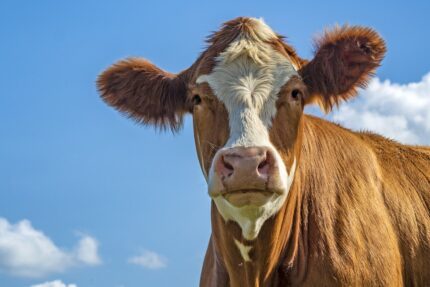 Salon de l'Agriculture (dimanche 23 février)