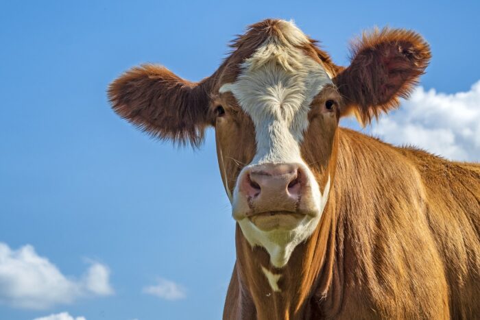 Salon de l'Agriculture (dimanche 23 février)