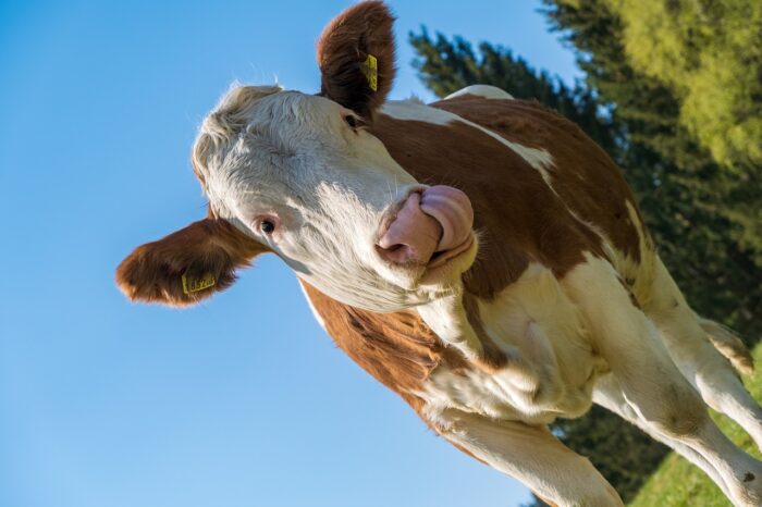 Salon de l'Agriculture (mercredi 26 février)