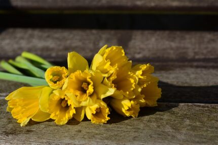 Fête des Jonquilles