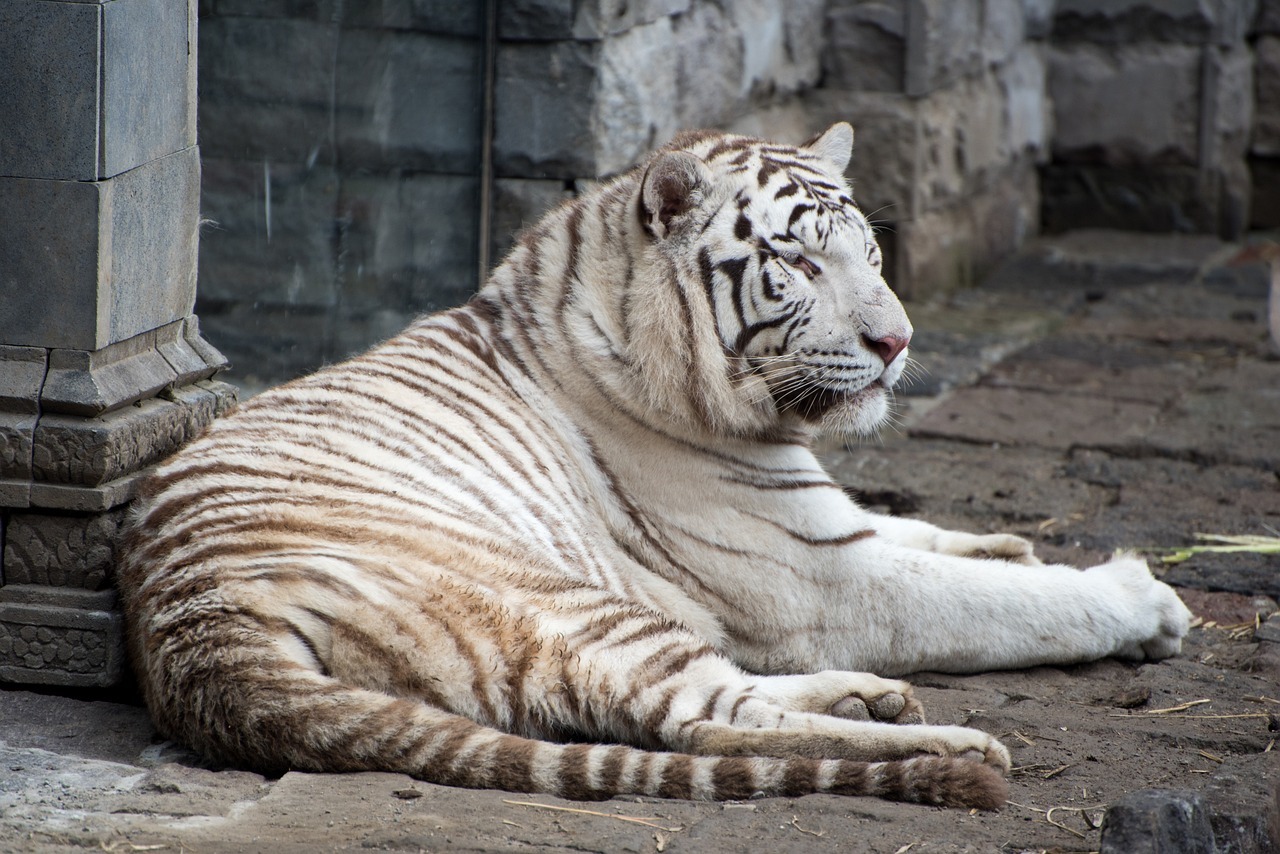 Pairi Daiza
