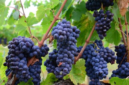Au cœur du vignoble Champenois